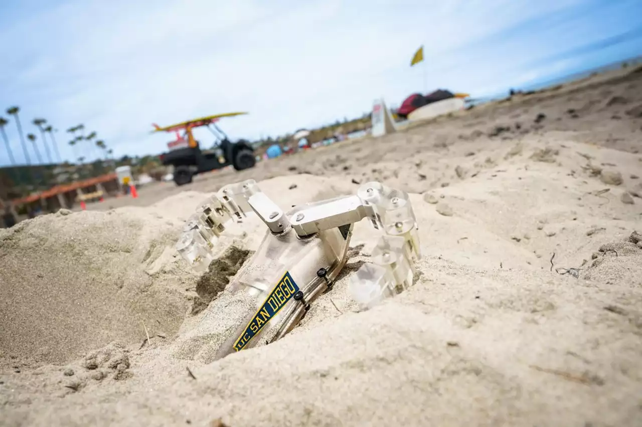 Roboter-Schildkröte 'taucht' im Sand