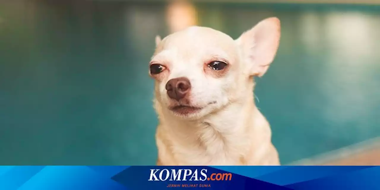 Bisakah Anjing Menangis dan Hal Apa yang Membuatnya Bersedih?