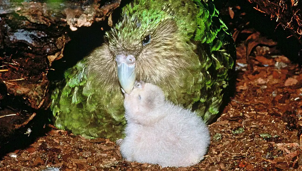 Neuseelands pummelige Papageien sind zurück