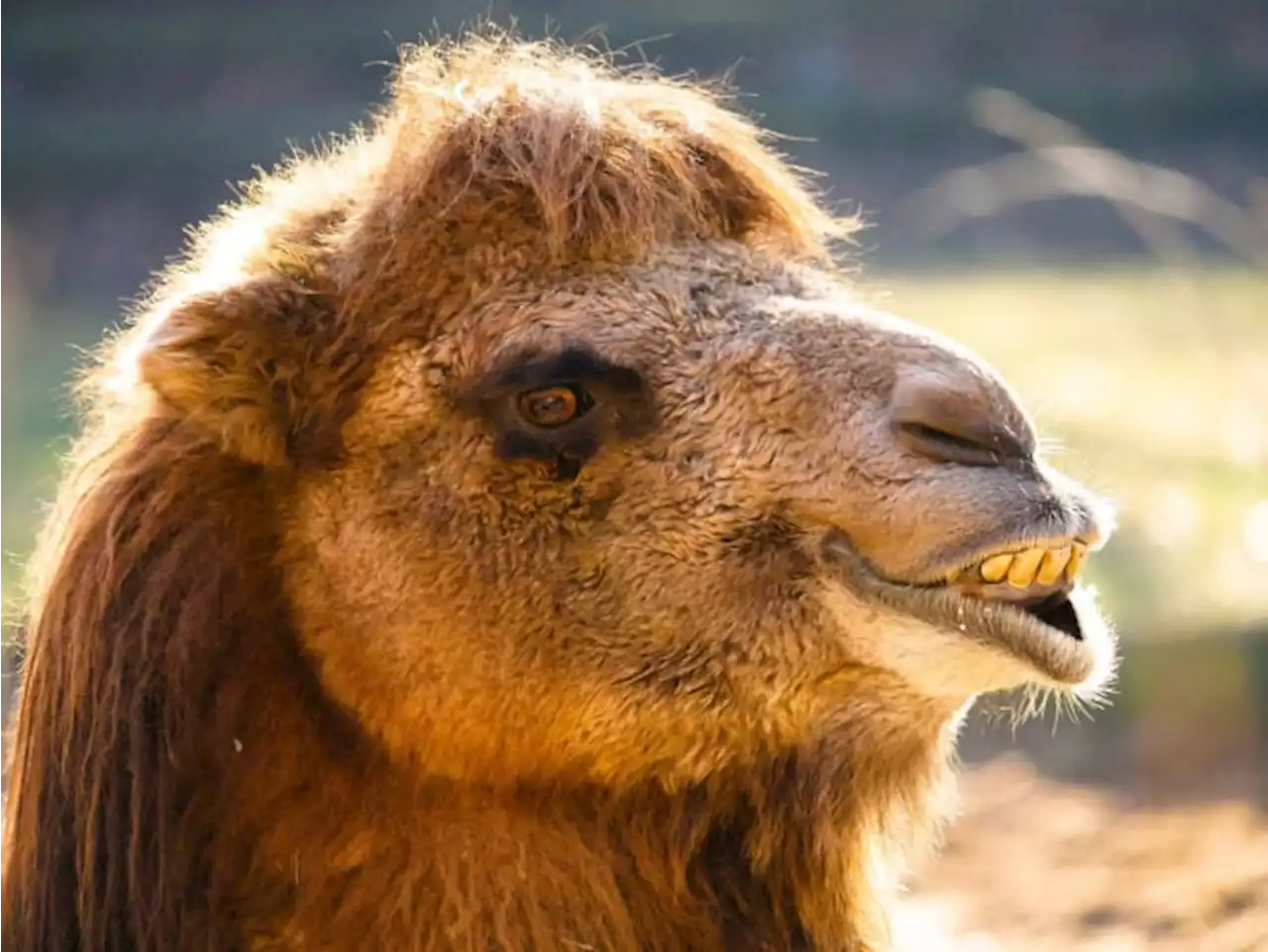 Camels are returning to the Alamo this weekend for historic event