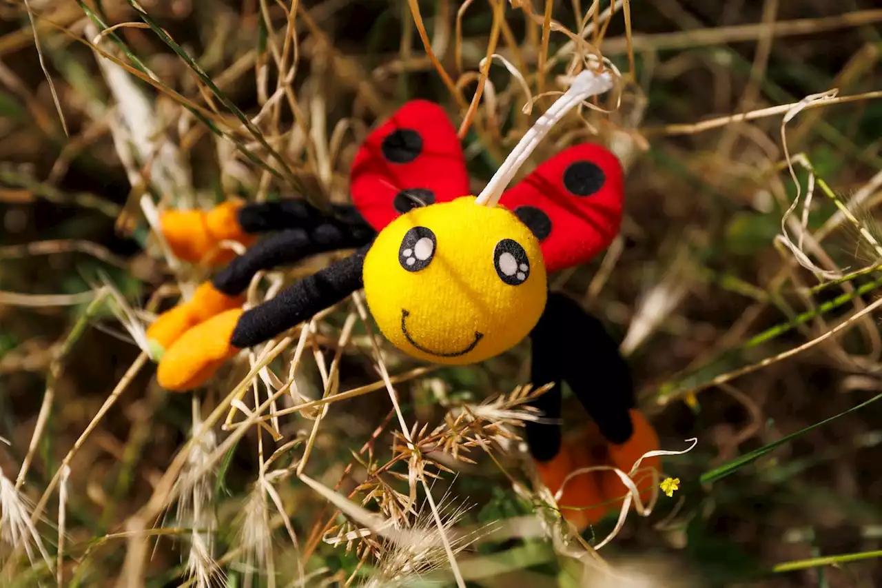 La coccinelle, d’alliée à nuisible ?