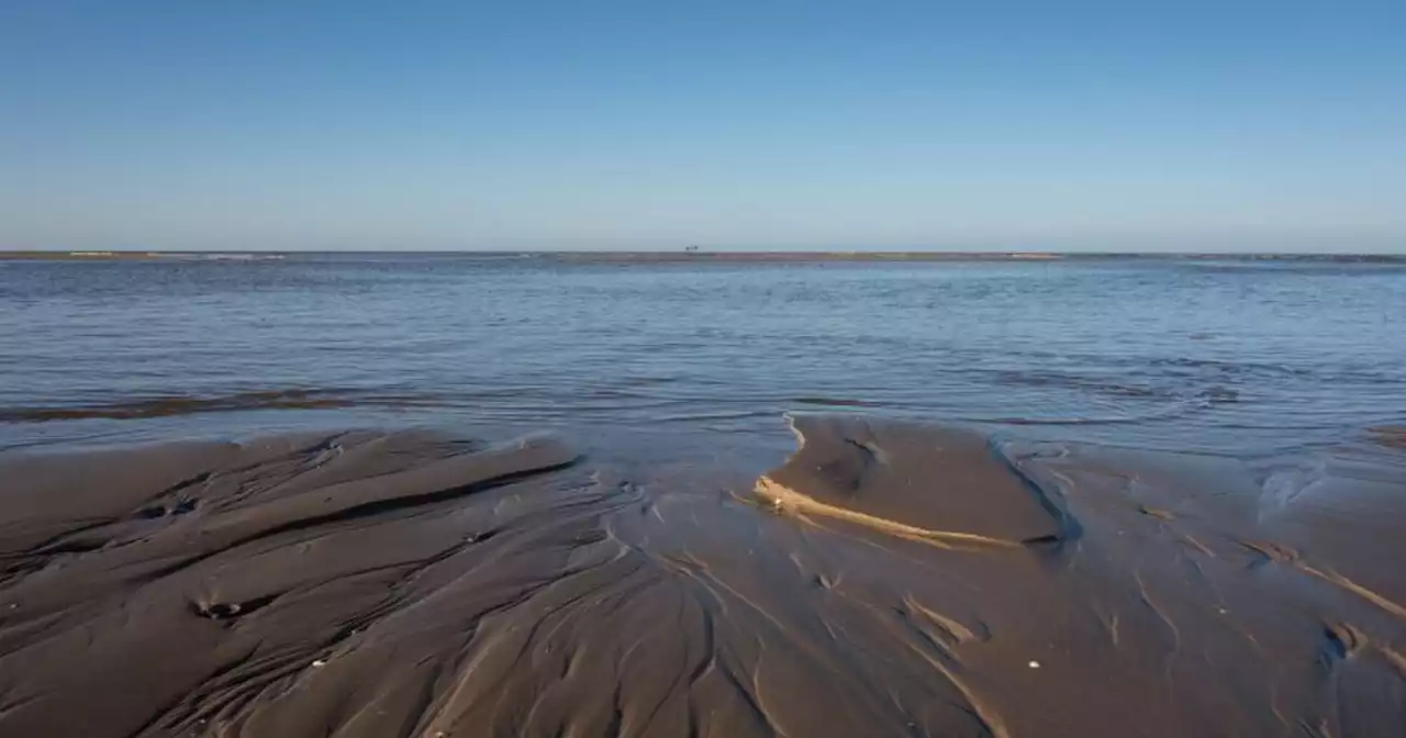 Bird flu outbreak confirmed after dead seabirds wash up on Sefton Coast