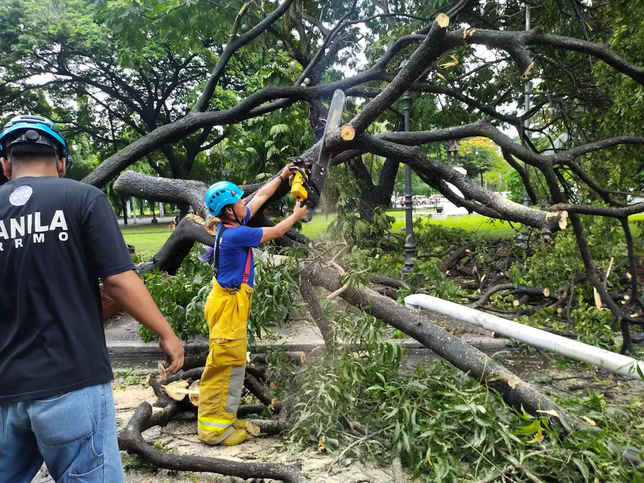 MDRRMO to monitor park in Intramuros after tree falls amid heavy downpour