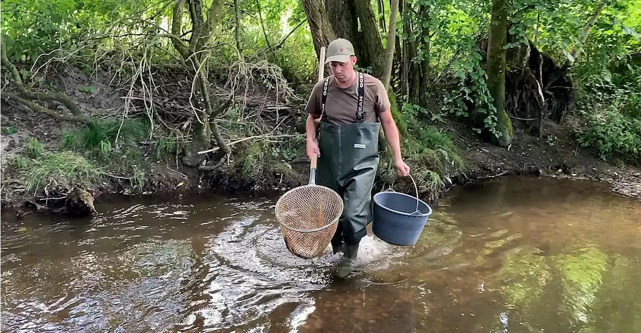 Nach Gülleaustritt: Alle Fische auf 13 Kilometer Flusslänge tot