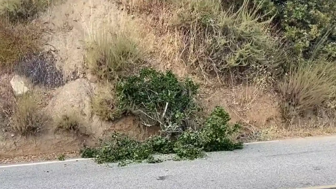 Bicyclist killed by tree branch in Gilroy