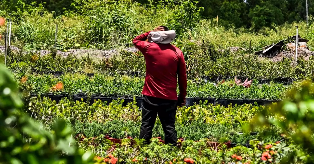 Florida farmworkers exposed to heat injury and death renew fight to seek protections