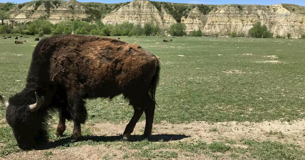 Woman 'severely injured' by a bison at North Dakota national park, officials say