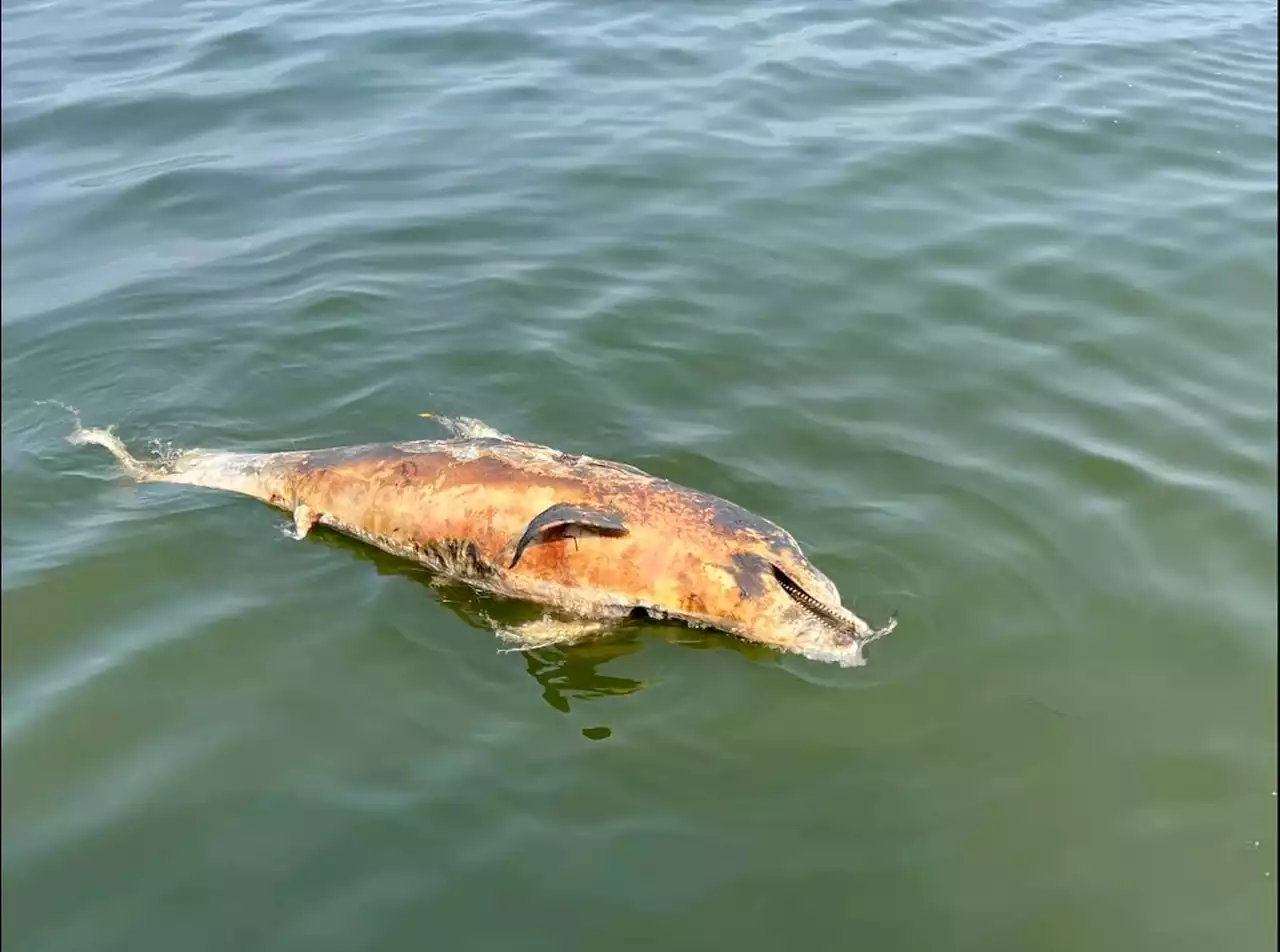 Dolphin found in Barnegat Bay is 40th death this year in N.J.