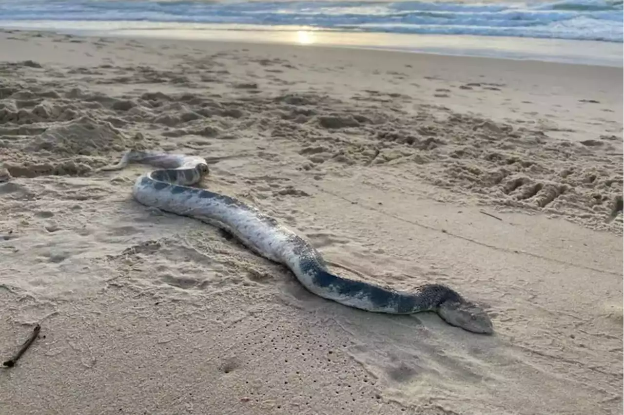 Enormous, ‘highly venomous’ sea snake washes up on foreign beach, terrifying locals