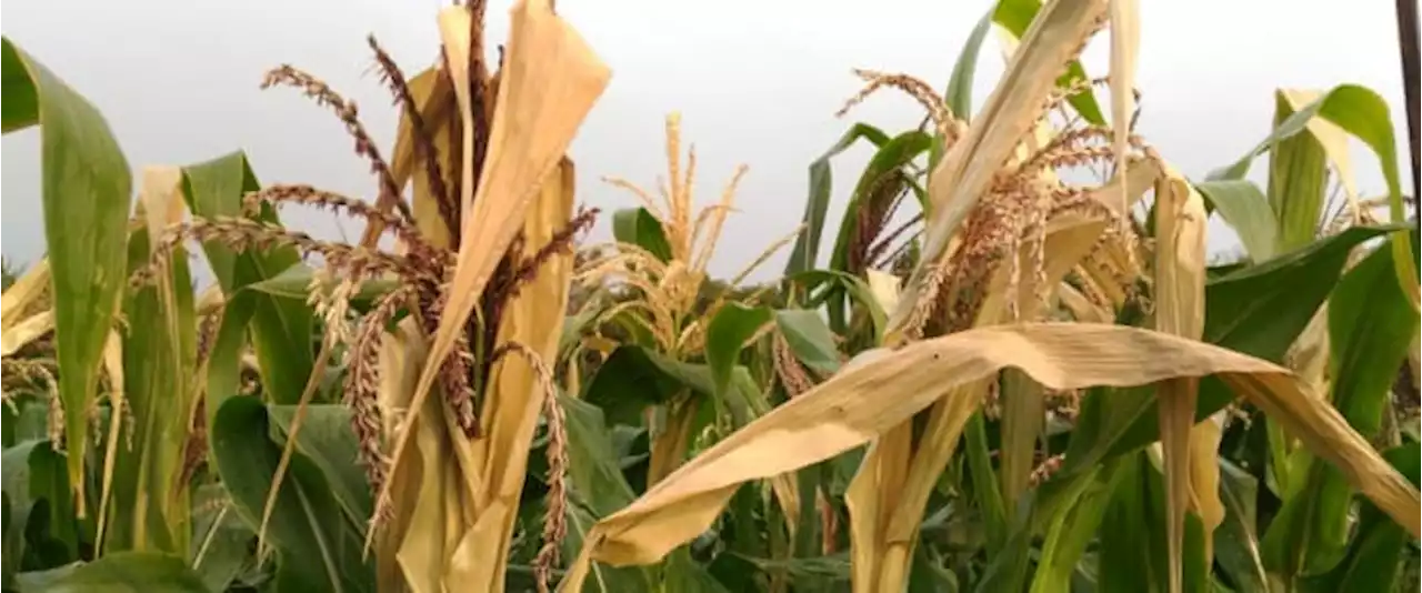 Food Security At Risk As Russia And Ukraine Seek Alternatives To Grain Deal | OilPrice.com