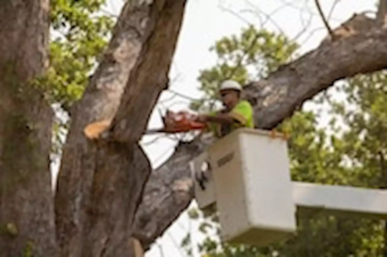 Linden Oak sawed down after standing tall as one of Maryland’s oldest trees