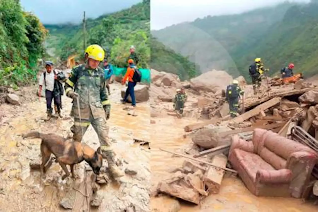 Perros rescatistas como Wilson ayudan en labores de rescate en tragedia de Quetame - Pulzo