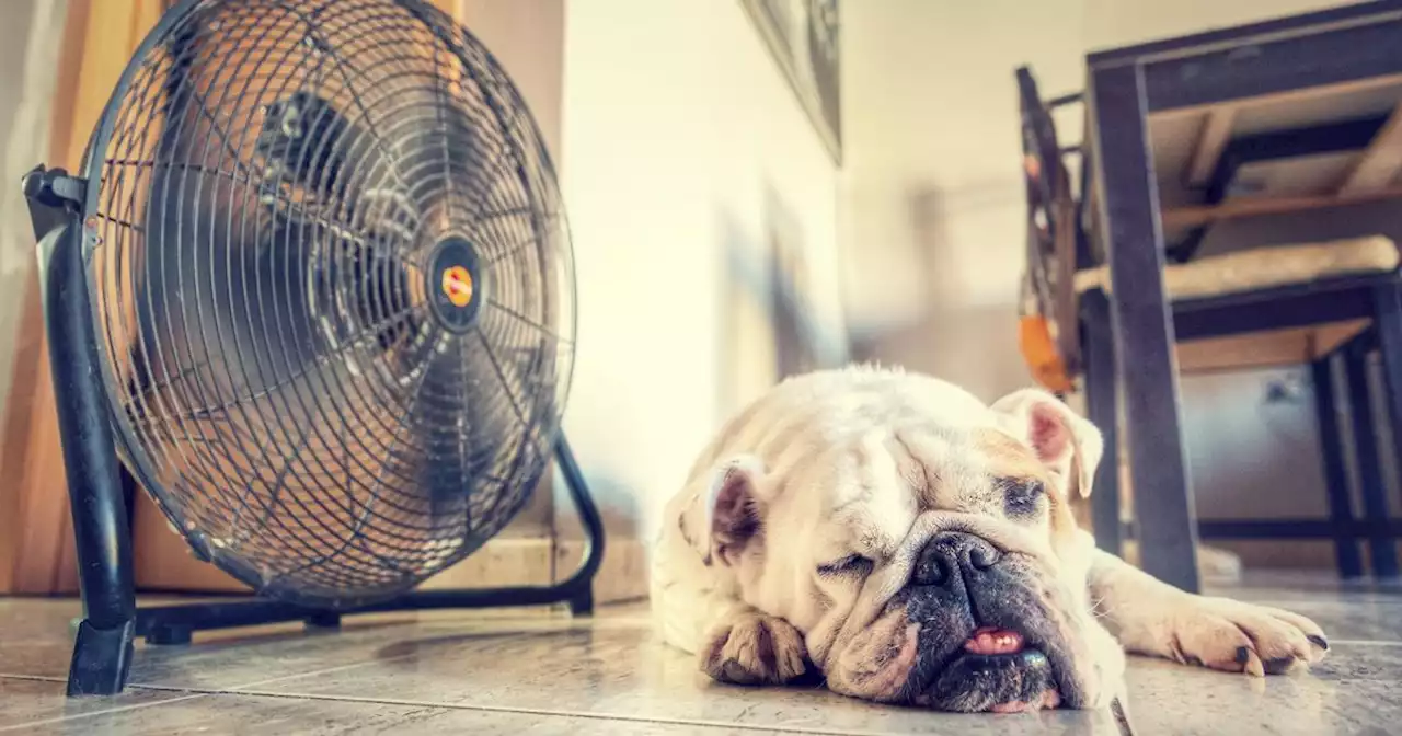 Caldo, Enpa: 'Attenzione ai colpi di calore, sono un grave pericolo per gli animali'