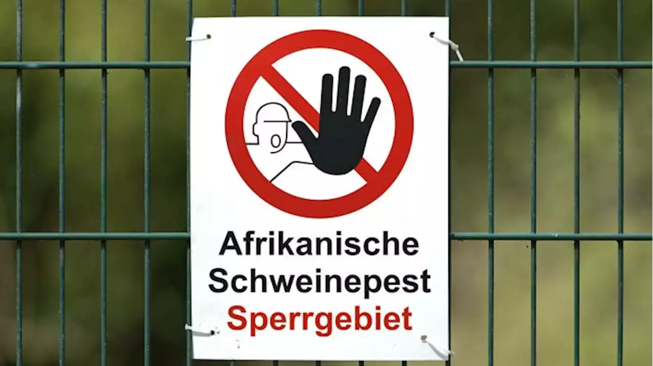 Afrikanische Schweinepest in großen Teilen Brandenburgs überwunden