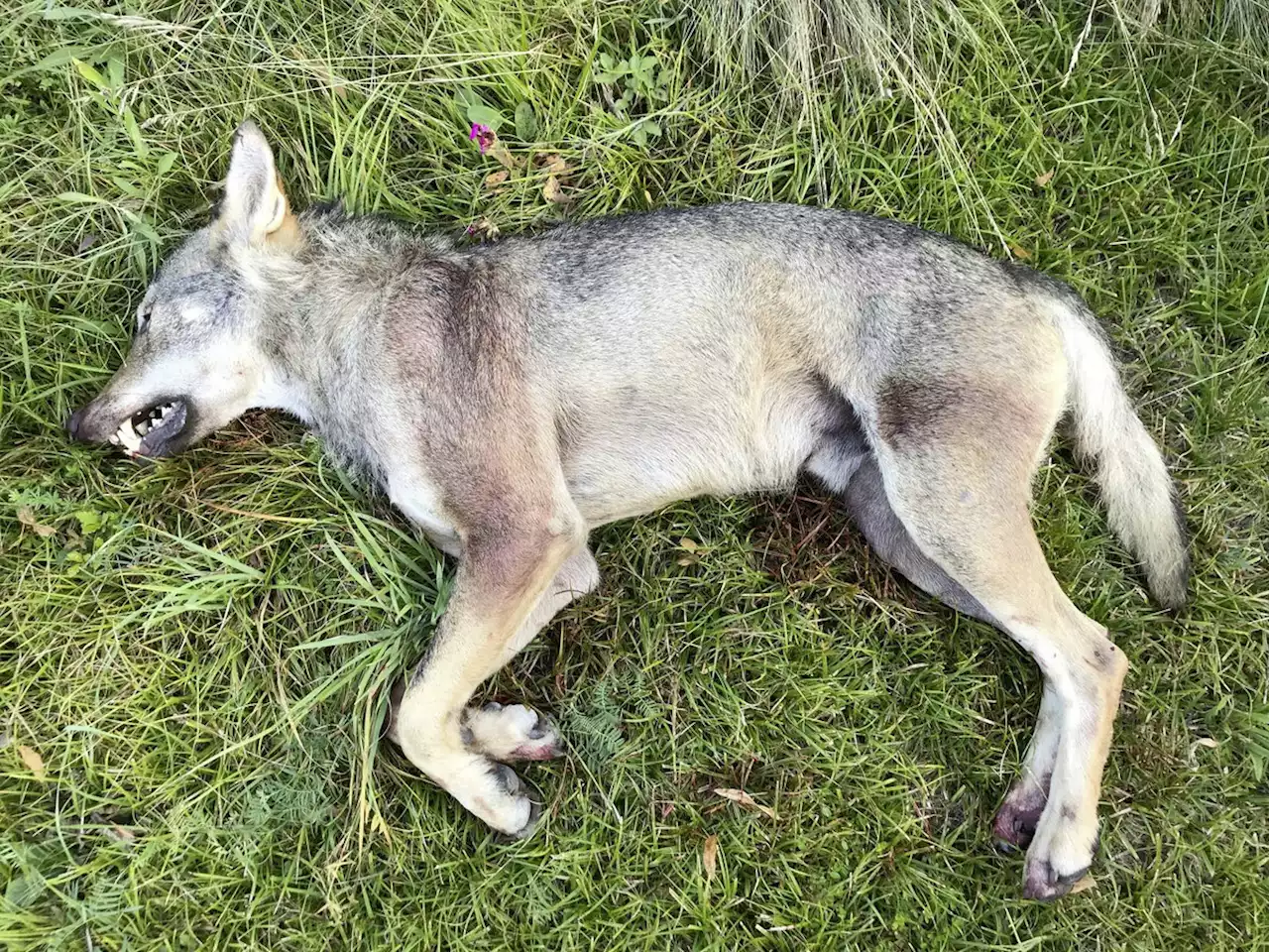 Einzelwolf nach Nutztierrissen erlegt