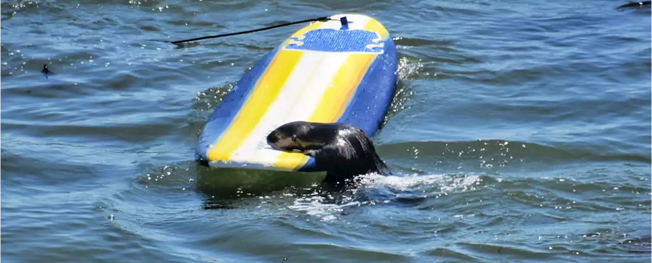 Surfboard-Stealing Otter in California Reveals a Troubling Human Trait