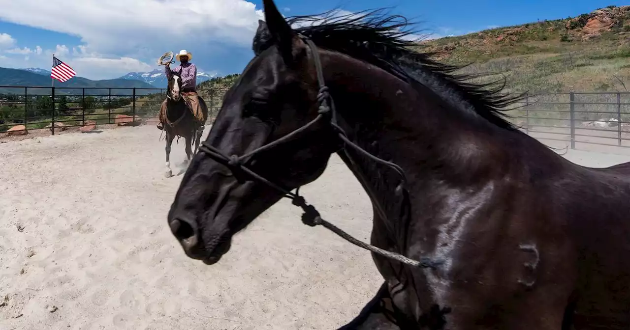 Thousands of horses are exported for food. This Utah sanctuary takes horses out of the ‘slaughter pipeline.’