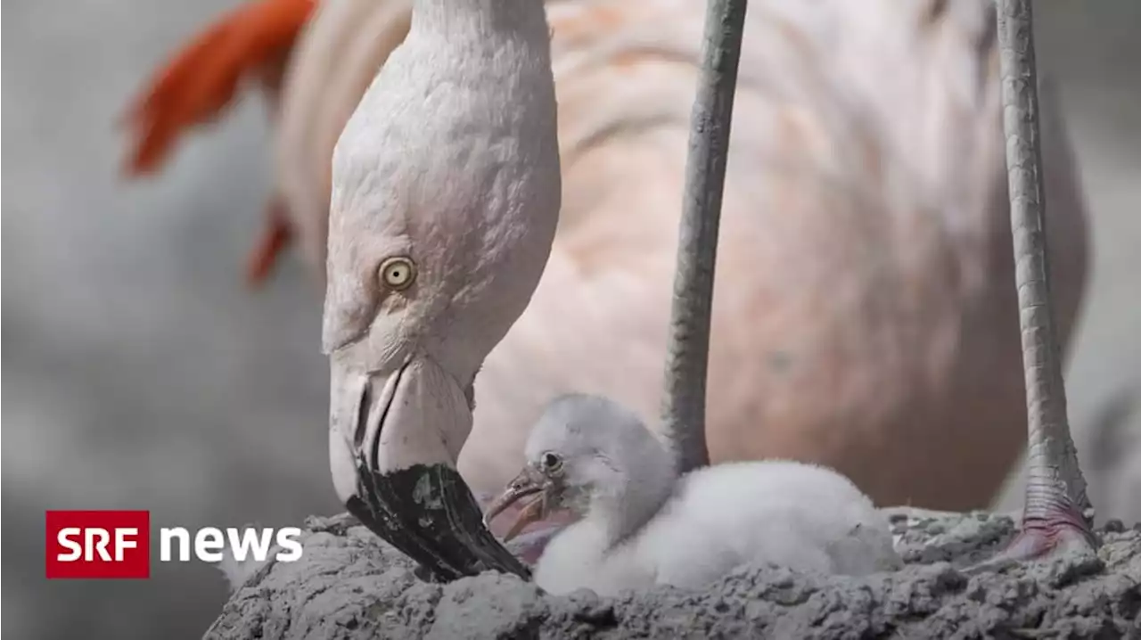 Nachwuchs im Zoo Zürich - Zwei Flamingoküken geschlüpft – dank Trick der Mitarbeitenden