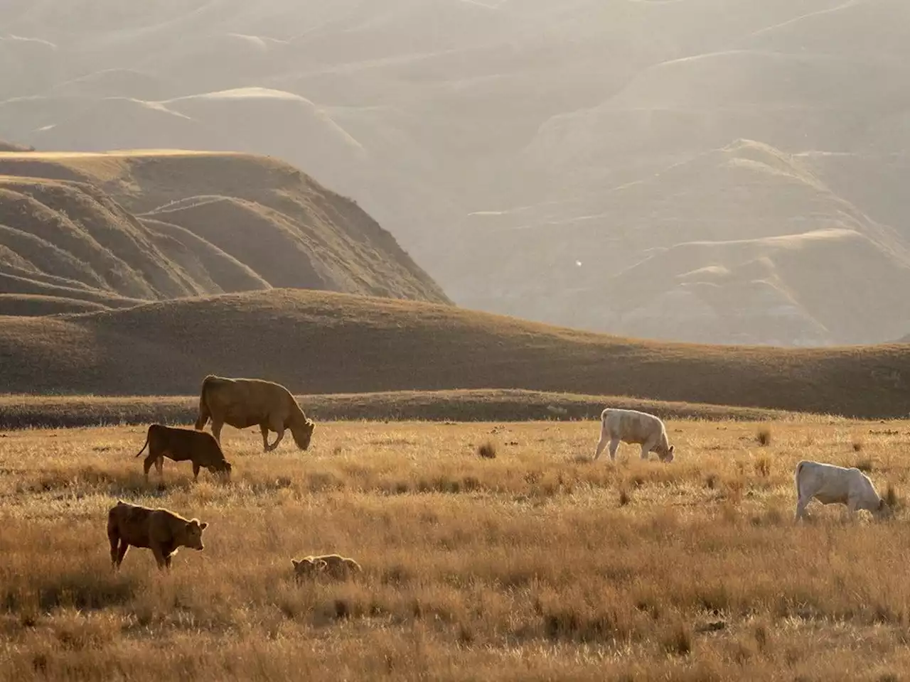 Saskatchewan calls on feds to provide drought relief for ranchers