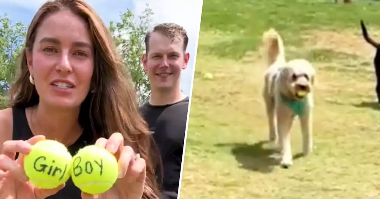 Couple doing IVF lets their dog decide if they should have a boy or a girl