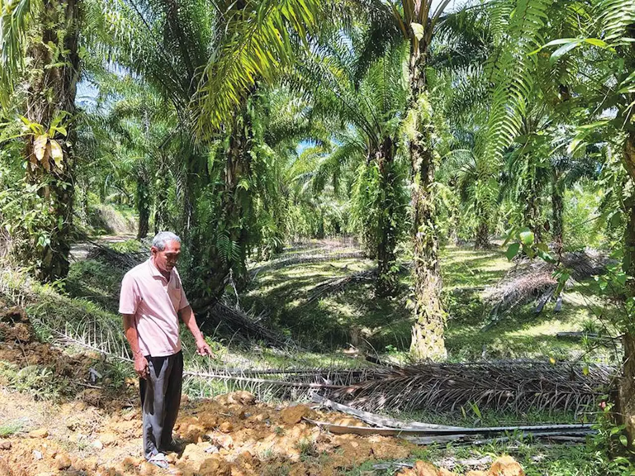 200 peneroka Felda Perasu bimbang kehadiran harimau belang