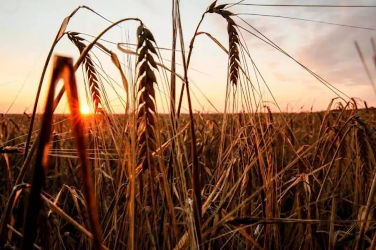 Rusia suspende el acuerdo de exportación de grano a través del mar Negro