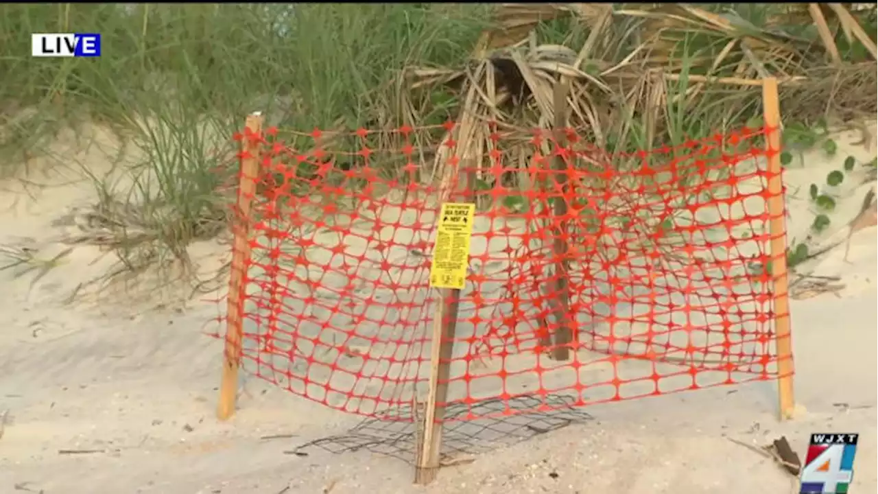 Sea turtle watchers standing guard for nests at Naval Station Mayport