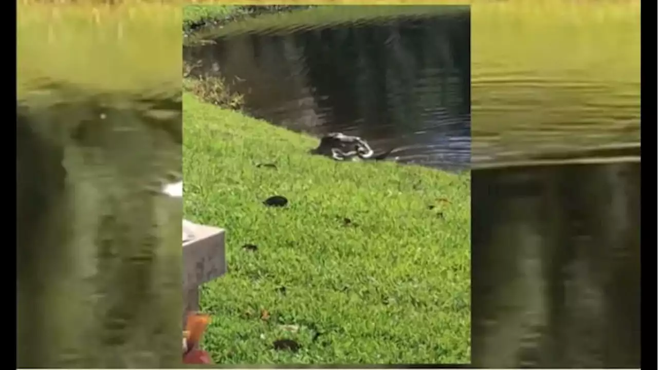 Watch: Alligator living in Nocatee pond attacks snake in family’s backyard