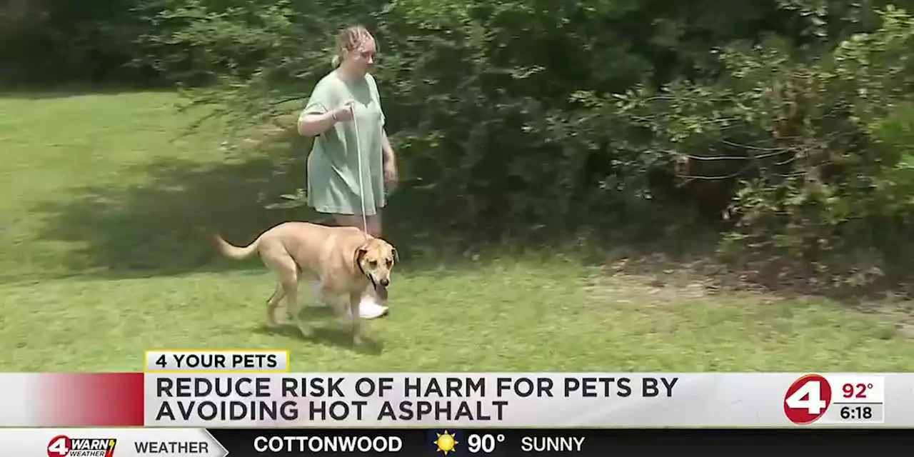 Keep your pets cool and safe