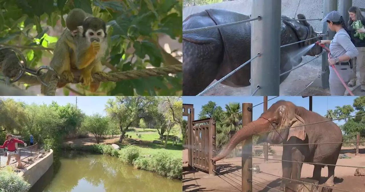 Here’s how the Phoenix Zoo is keeping animals cool during the summer