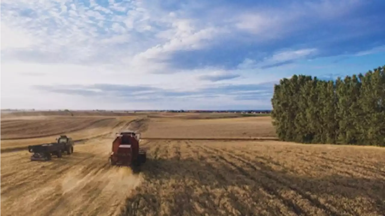 La economía argentina tendrá un buen 2024, apalancada por sector energético y el agro