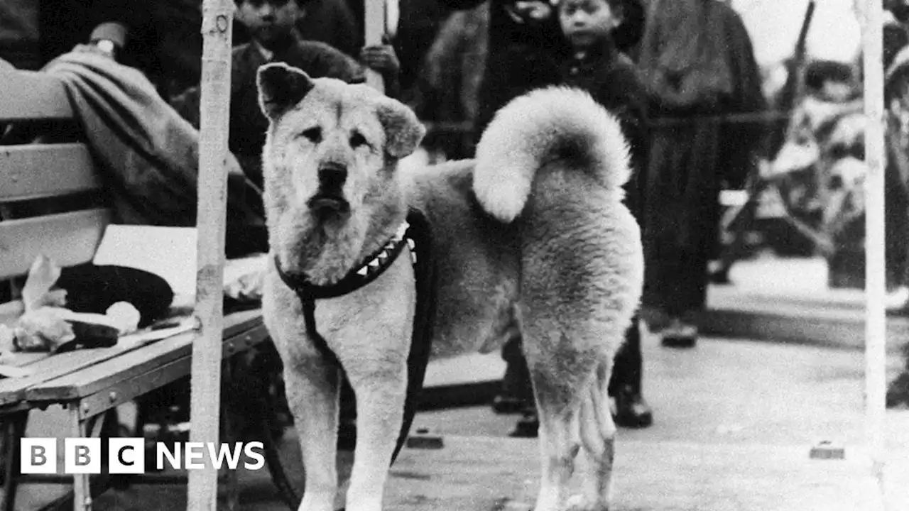 Hachiko: The world's most loyal dog turns 100