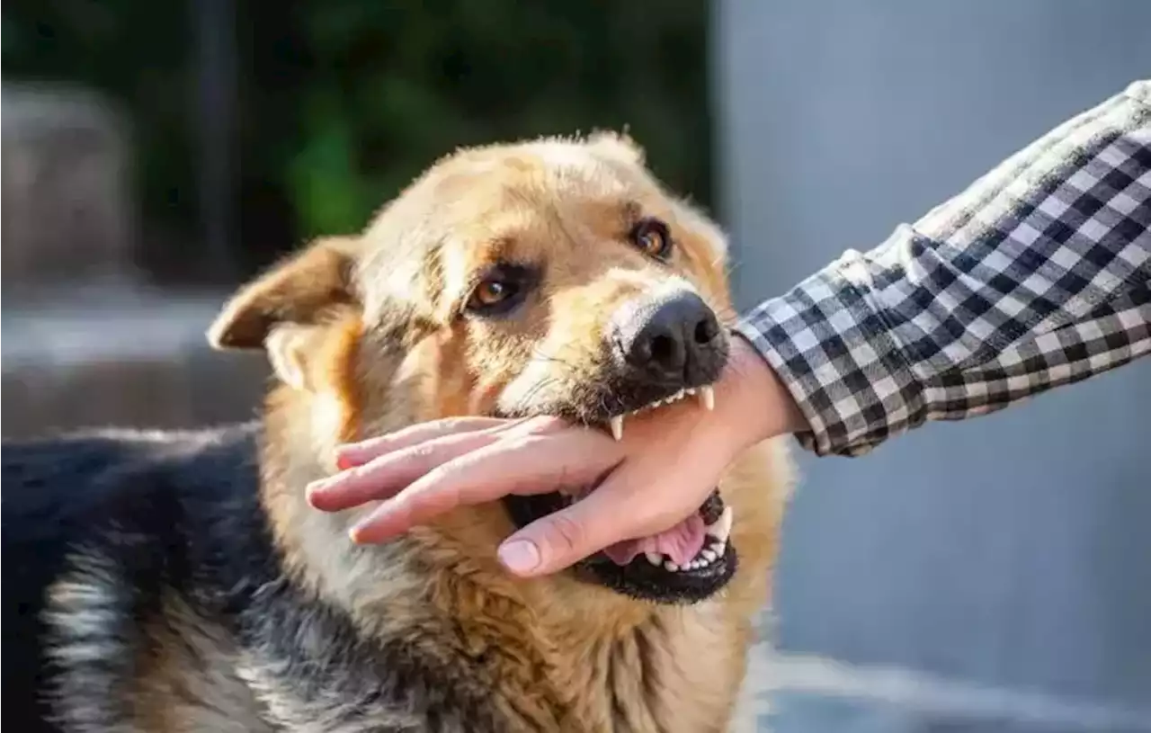 DKI Jakarta Klaim Bebas Rabies Meski Kasus Gigitan Meningkat