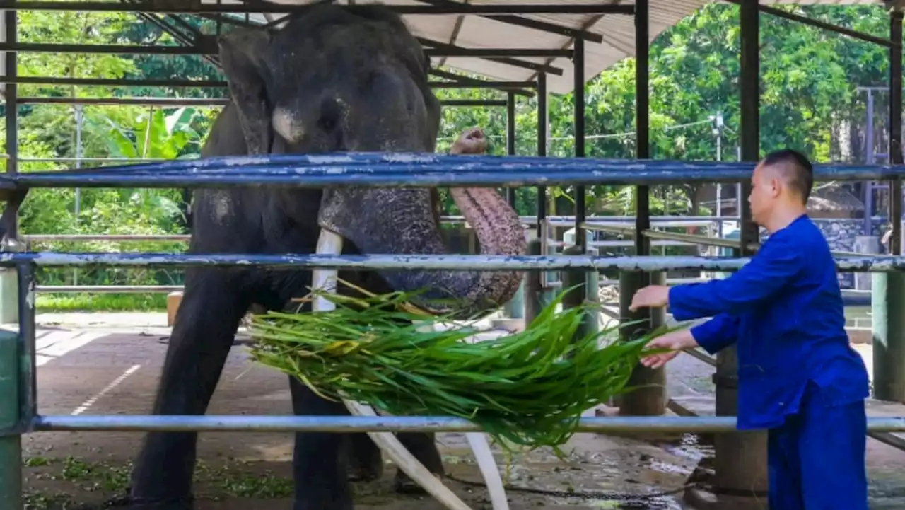 Neglected elephant boards jumbo flight home to Thailand