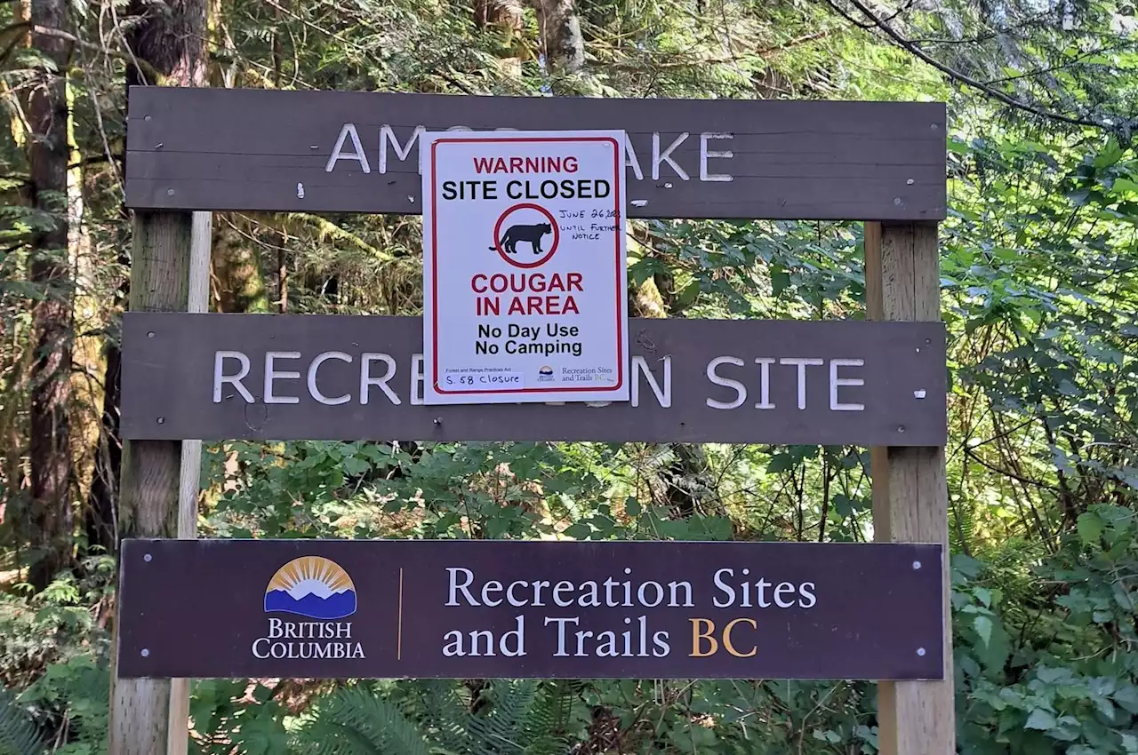 Reports of aggressive, possibility injured cougar close campsite near Campbell River: COS