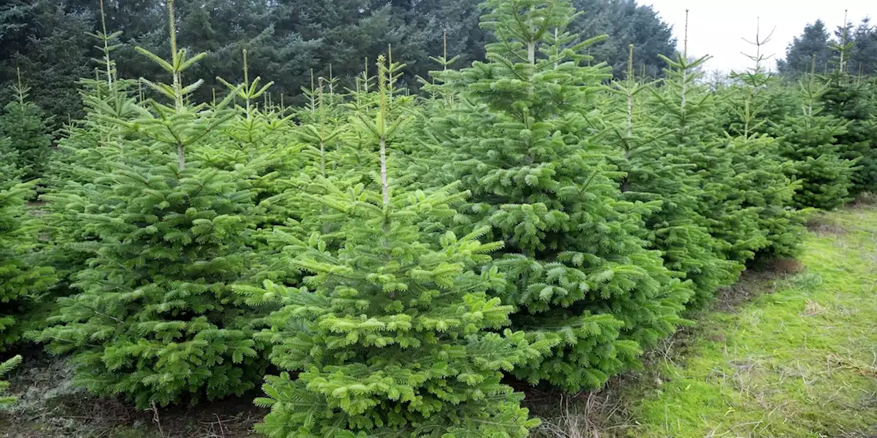 Trockenheit macht neu angepflanzten Weihnachtsbäumen zu schaffen