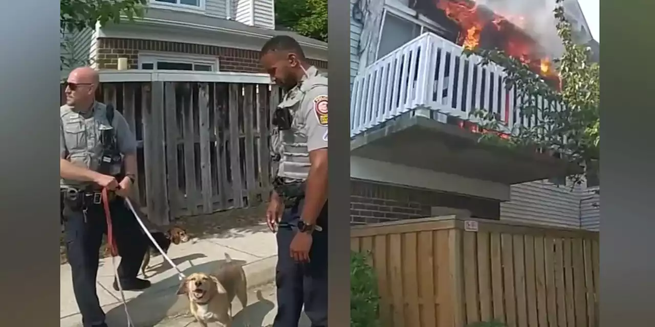 ‘Without hesitation’: Video shows officer rescuing 3 dogs from burning home