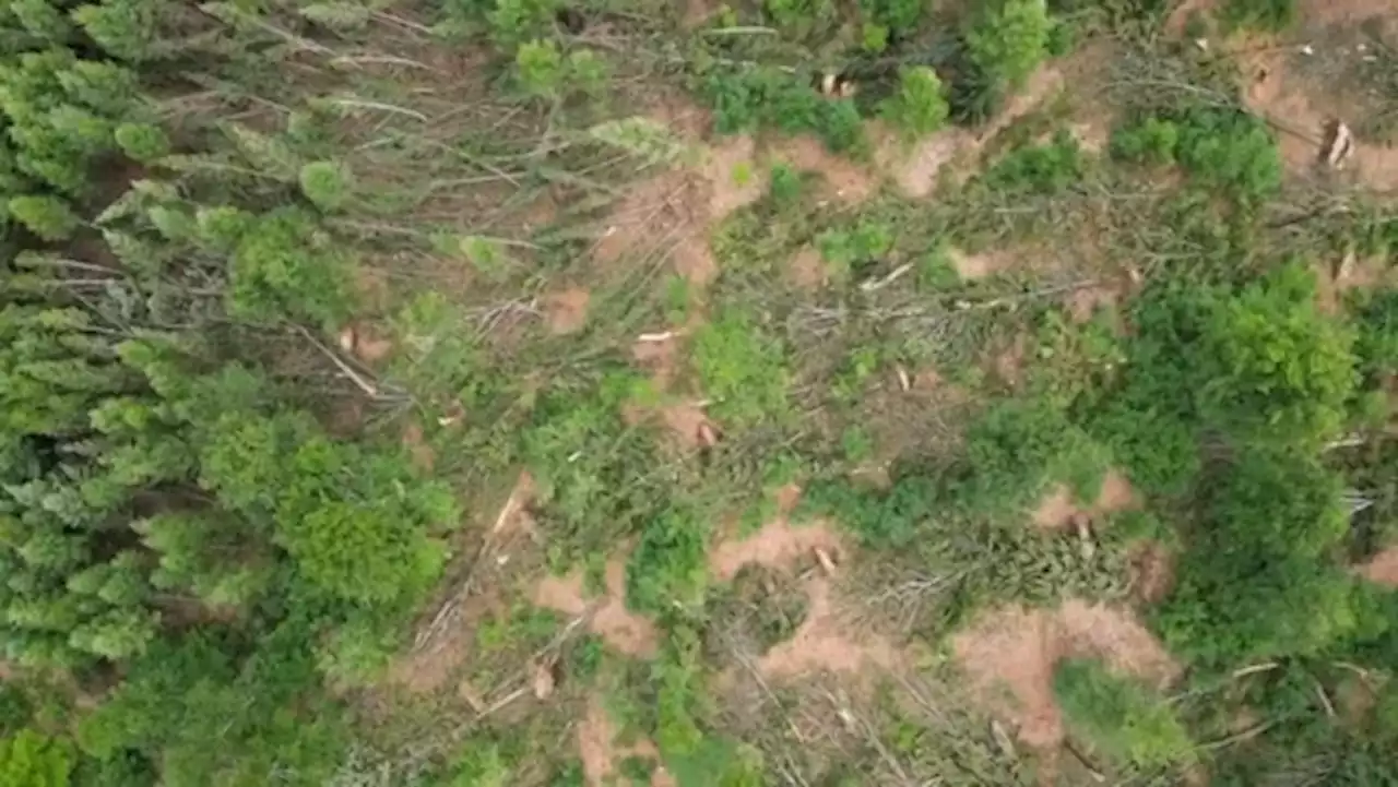 Passeerde er ’s nachts een tornado over Bouillon? 500 bomen afgebroken
