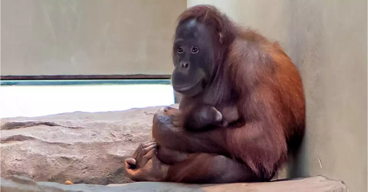 Crónica de una muerte no anunciada en el Zoo de Barcelona