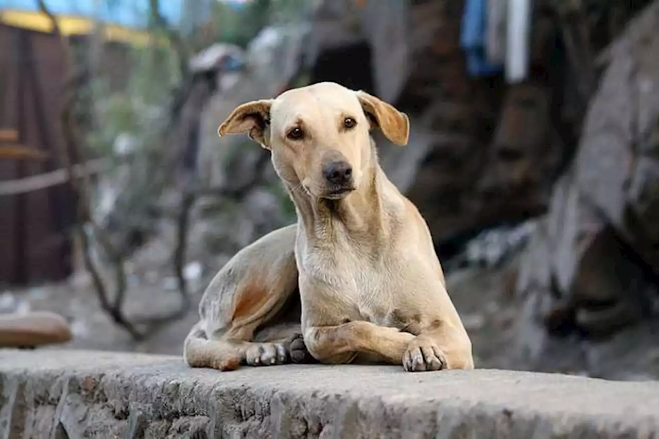 ¿Cómo saber si soy la persona favorita de mi perro?