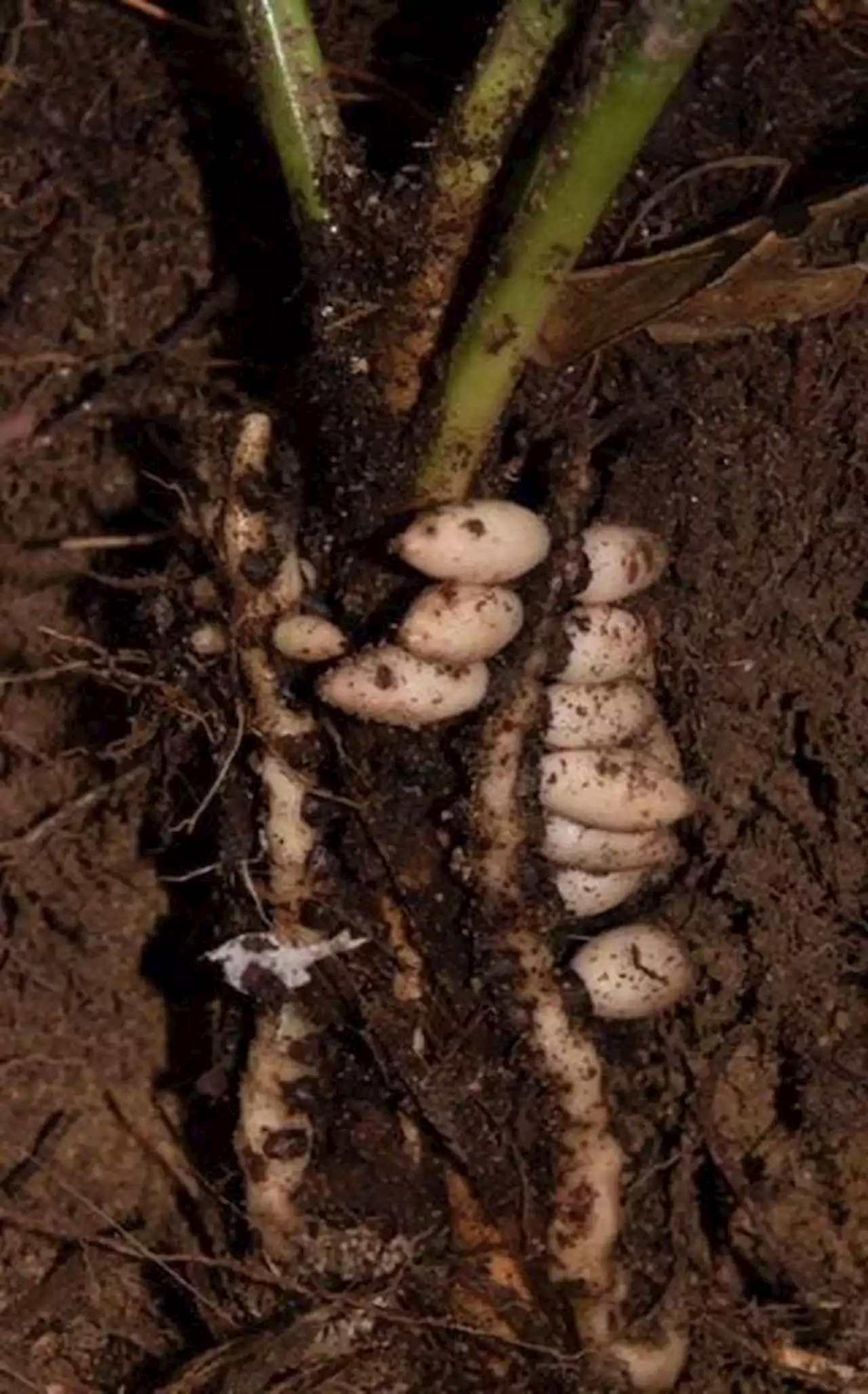 Científicos hallan una palmera única: florece y da frutos bajo tierra