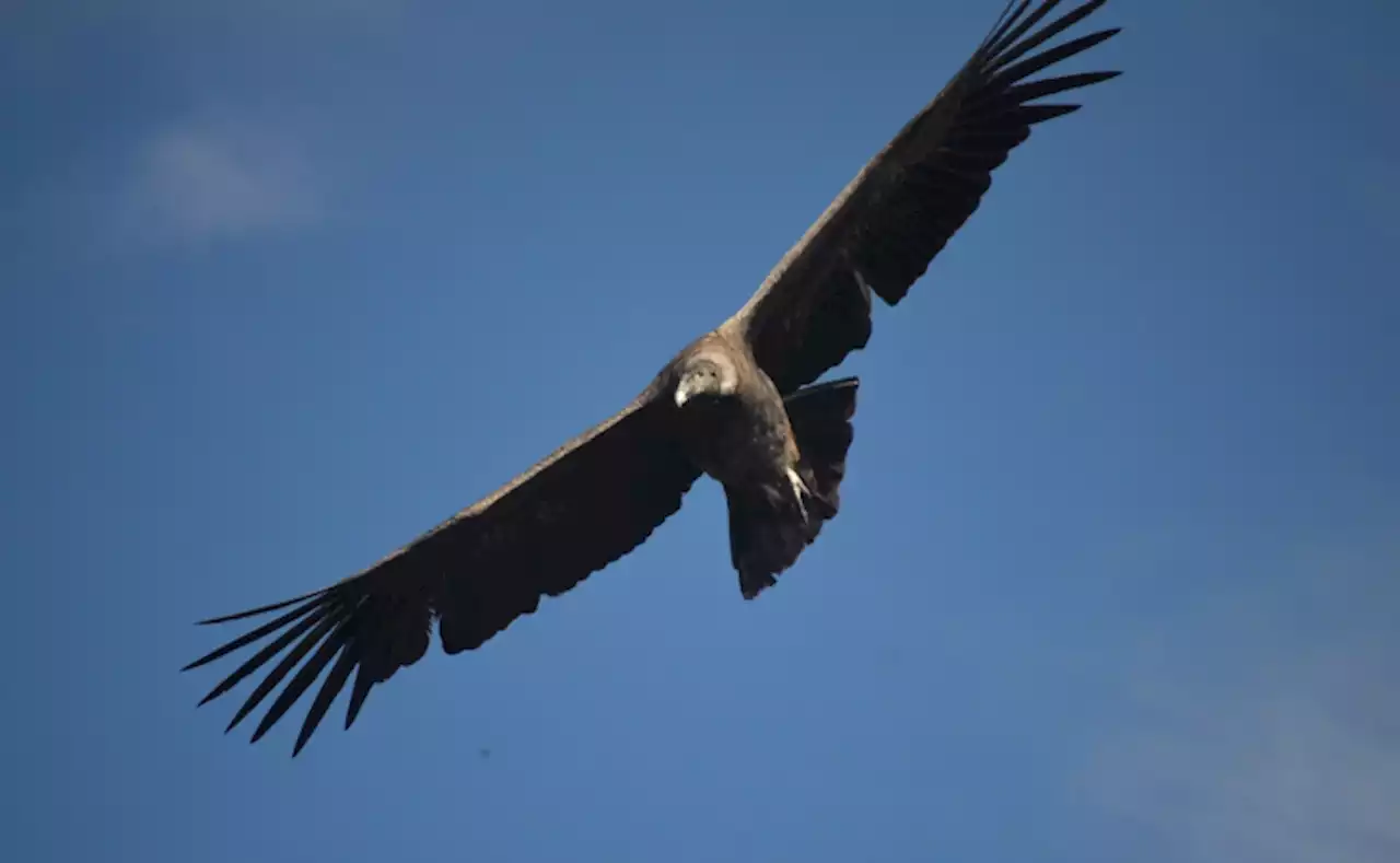 Perspectiva. Cóndor de los Andes hizo “vuelos de reconocimiento”