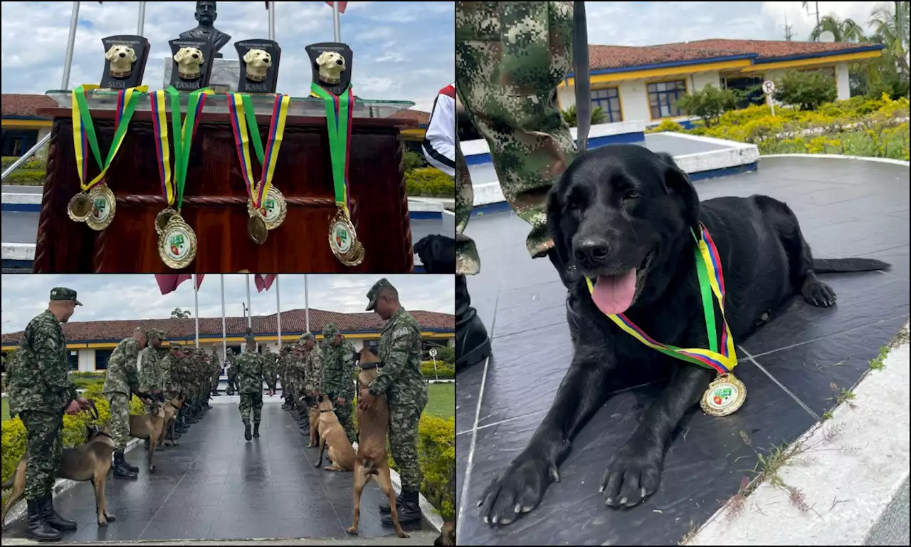 Así fue despedida con honores a cuatro perros del Ejército tras cinco años de servicio