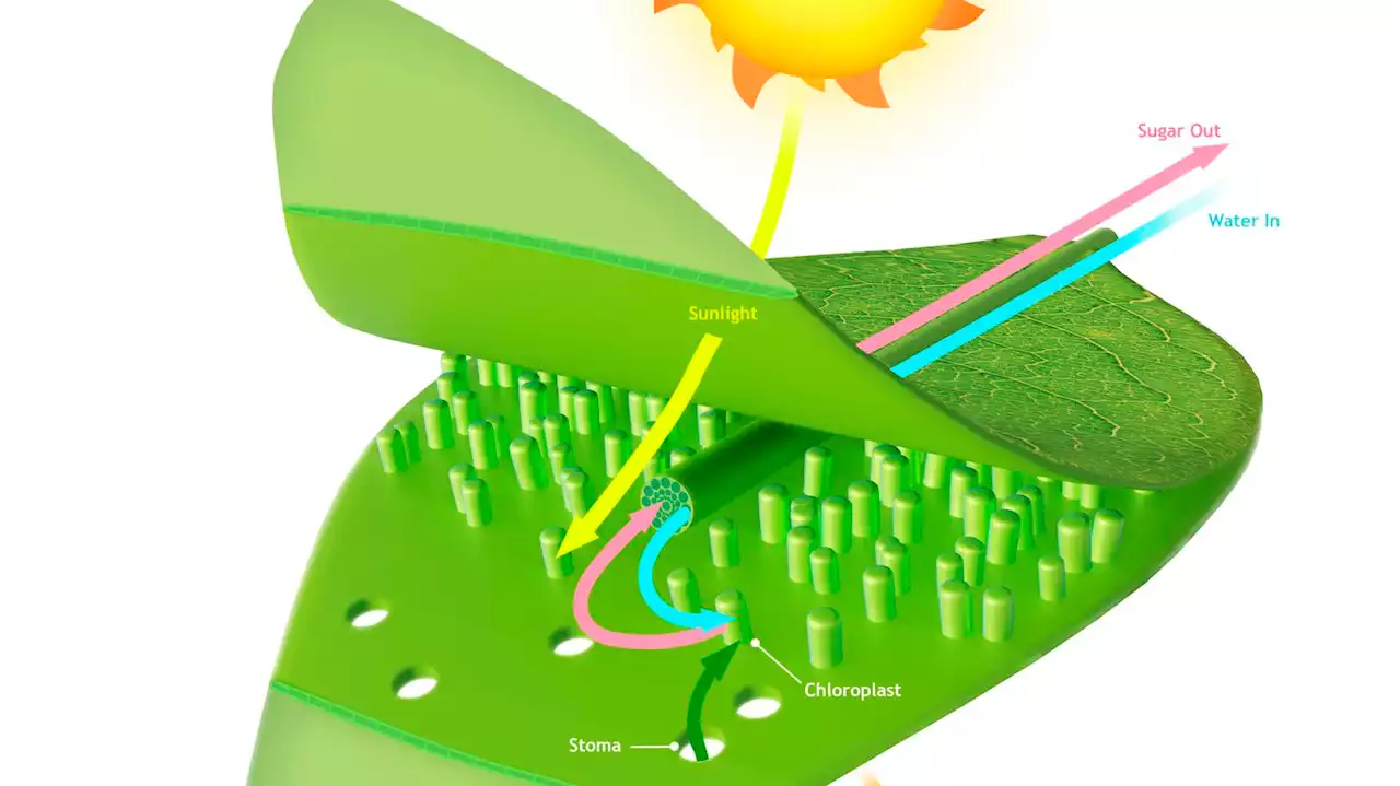 La photosynthèse commence avec une seule particule de lumière