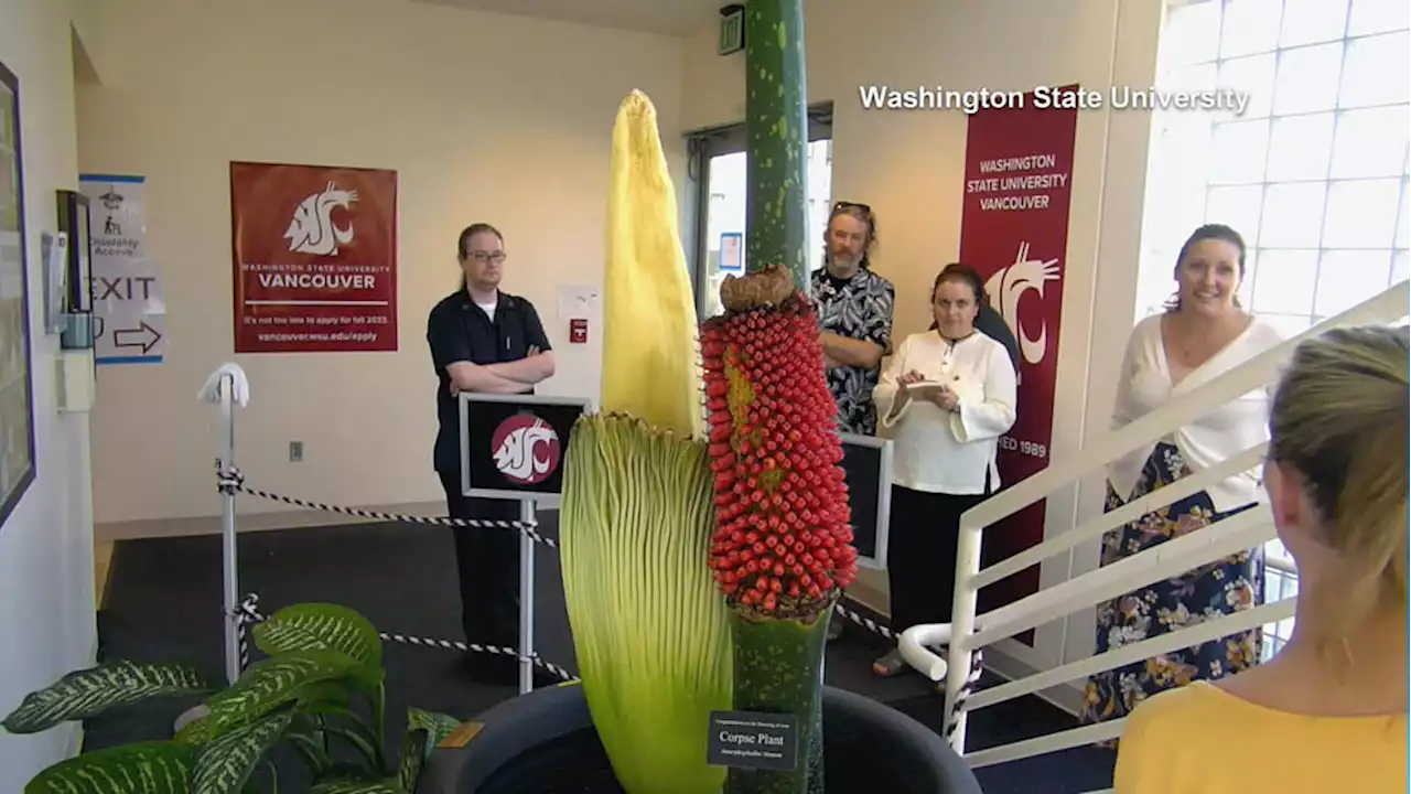 Get a Whiff of This: Corpse flower is now in bloom at WSU Vancouver