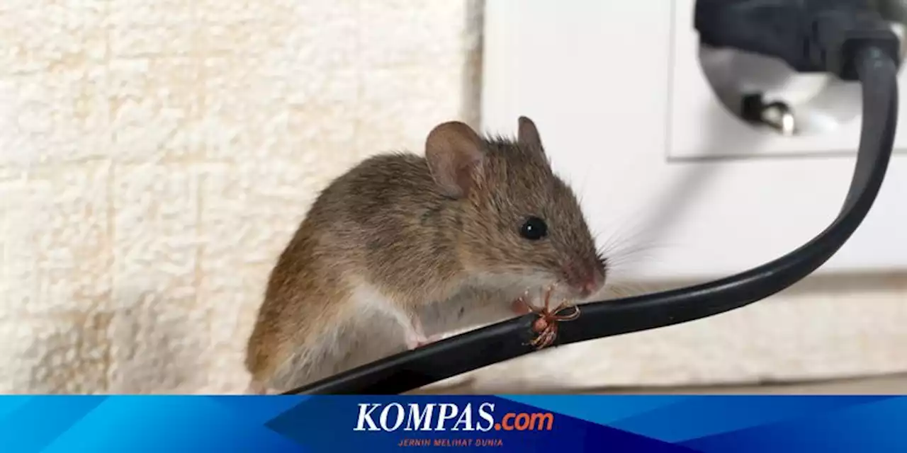 6 Hal yang Disukai Tikus di Rumah, Makanan hingga Tempat Sampah