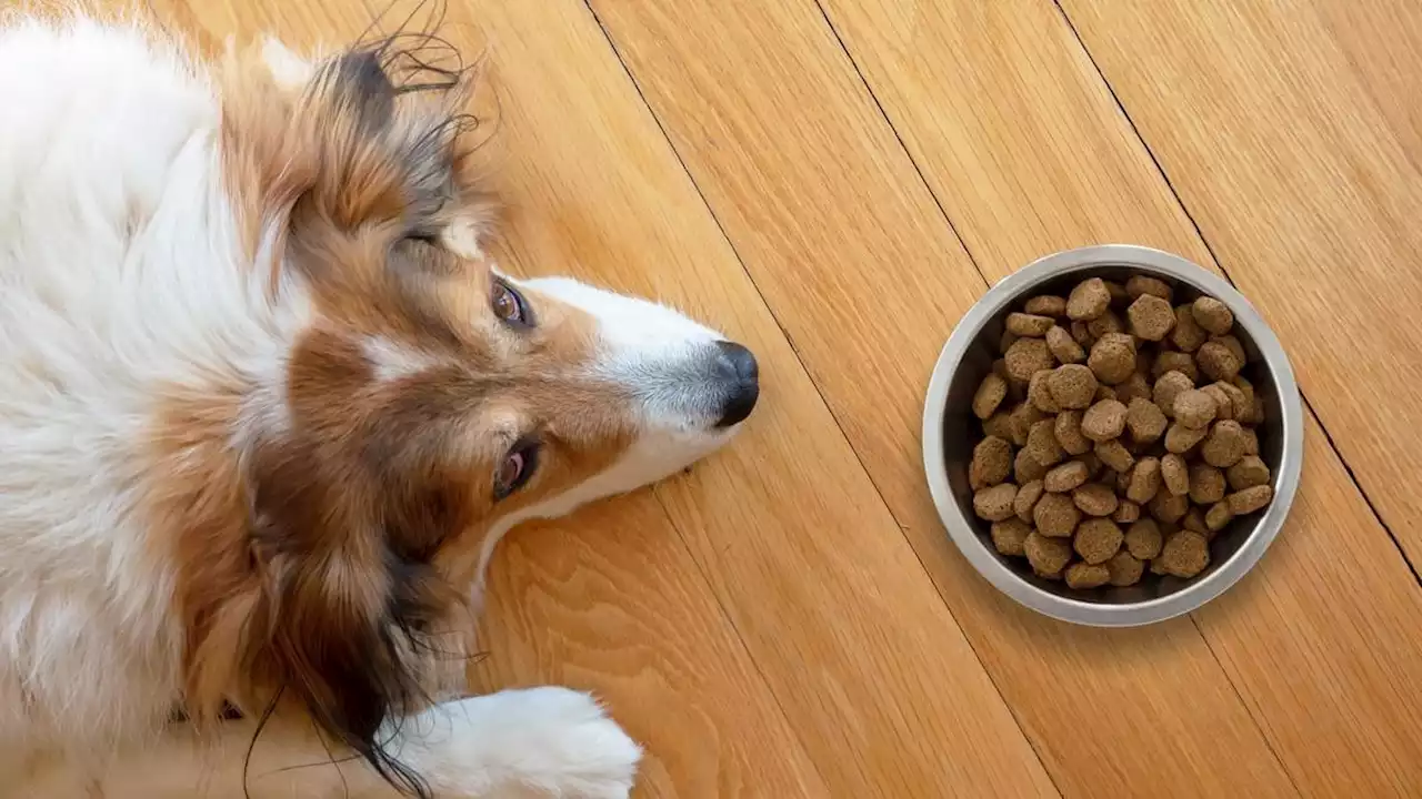 ¡Cuida a tu lomito! Estas son las peores marcas de croquetas para perro según Profeco