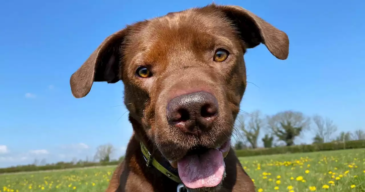 11 Leeds dogs desperate to find their forever home this month