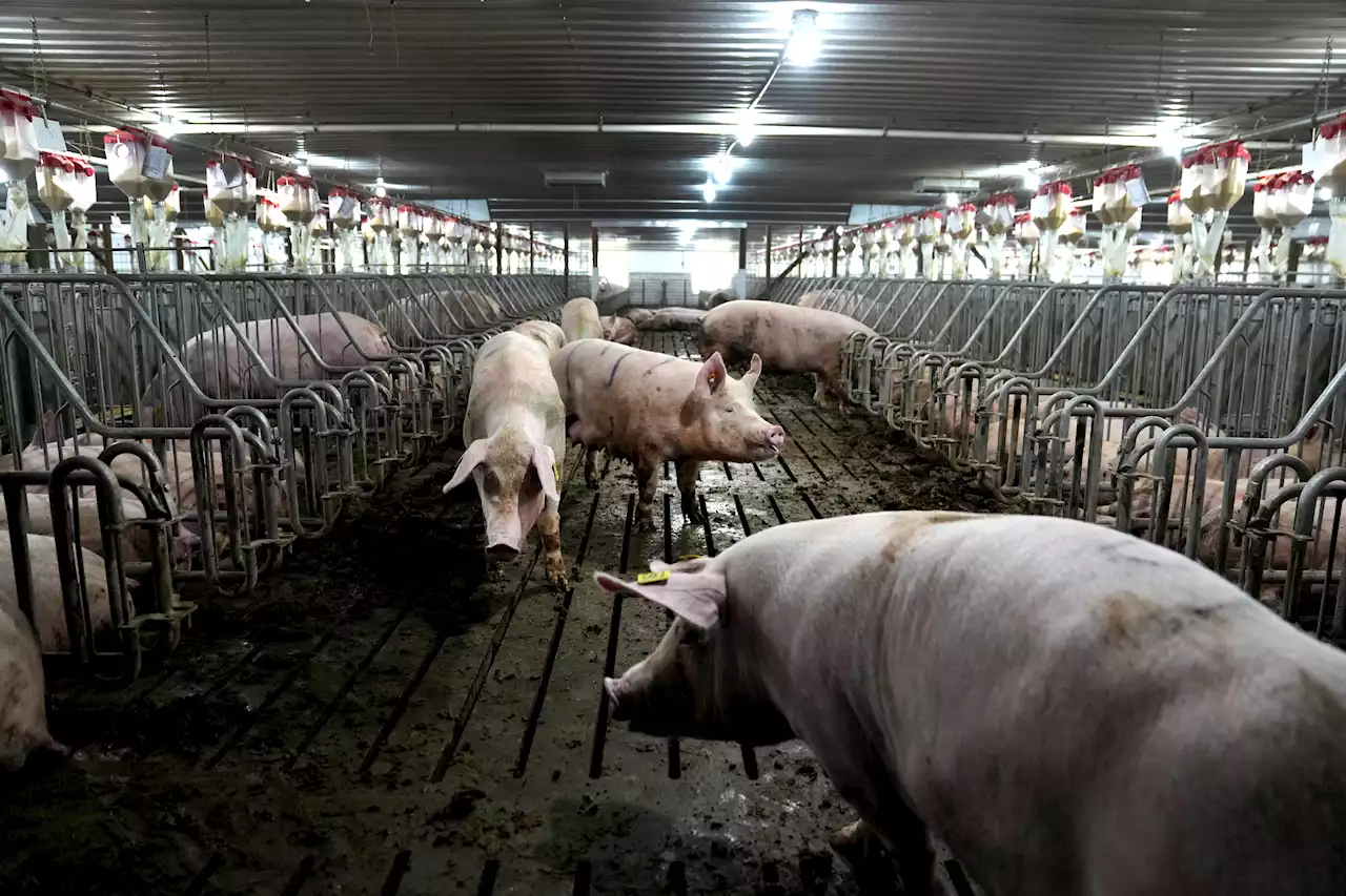 California bacon law takes effect but pork from farms using narrow cages will still be sold