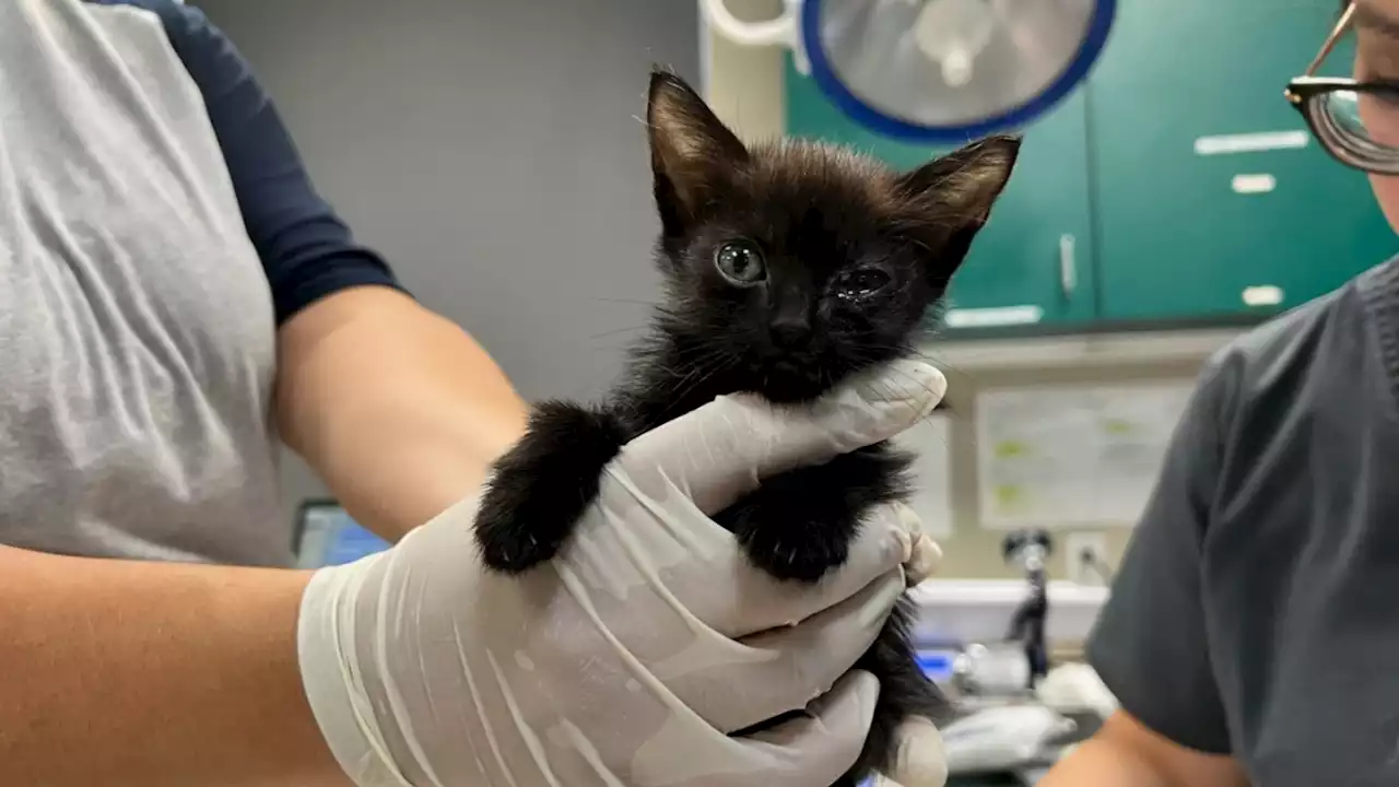 Animal welfare workers rescue 38 cats in Pasadena